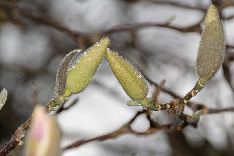 Magnolialove by Ingrid de Vos - Boom