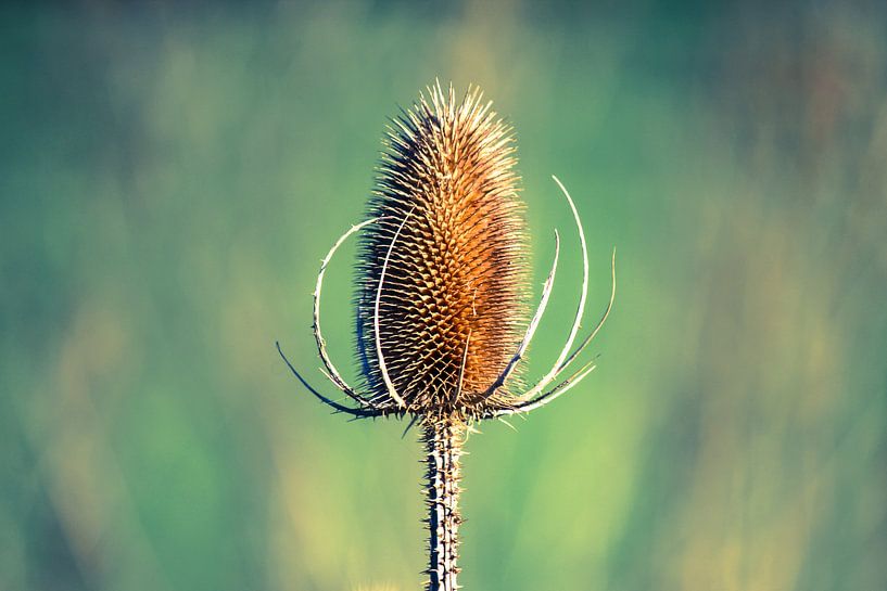 De natuur als een schilderijtje von Petra Brouwer