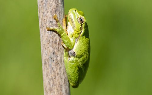 tree frog in drenthe4