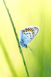 Sommer Schmetterling von Andrea Hofstra