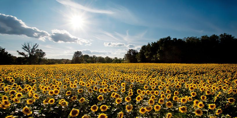 Sonnenblumenfeld, Frankreich von Laura Vink