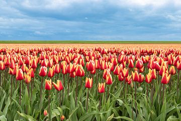 Tulip field, yellow and red by M. B. fotografie