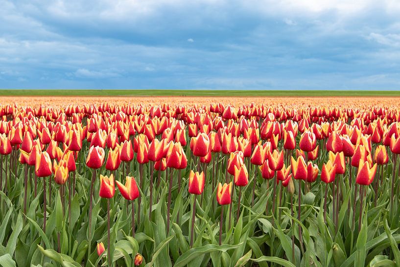 Tulip field, yellow and red by M. B. fotografie