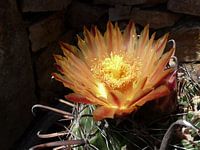 Une belle fleur cultivée à partir d'un seul cactus !