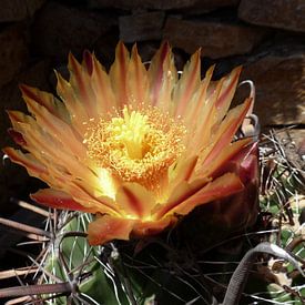 Schöne Blume aus einem Kaktus! von Natascha Lorkowska