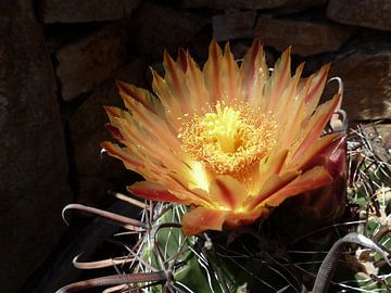 Prachtige bloem, gegroeid uit één cactus! van Natascha Lorkowska