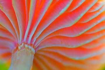 Paddenstoel, Scharlaken wasplaat van Paul van Gaalen, natuurfotograaf