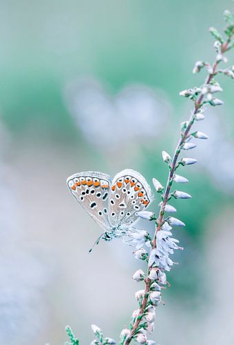 Soft & Dreamy 1
