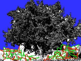 Tree Magic Graffitti Style