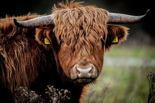 Highlander écossais