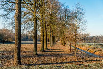 Nederlandse landschap met eikenbomen in rijen