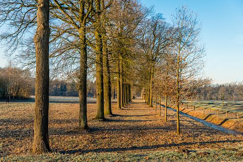 Holländische Landschaft mit Eichen in Reihen