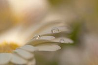 Softe opname van een witte Gerbera met druppels