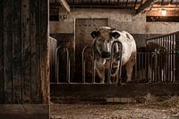 Stier in oude stal