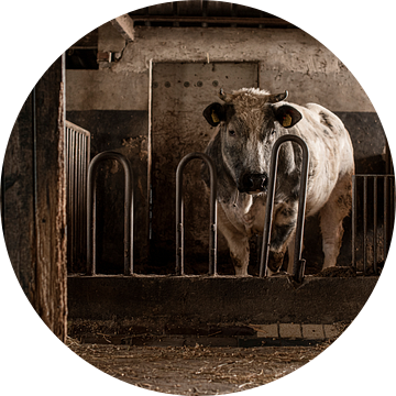 Stier in oude stal van Danai Kox Kanters