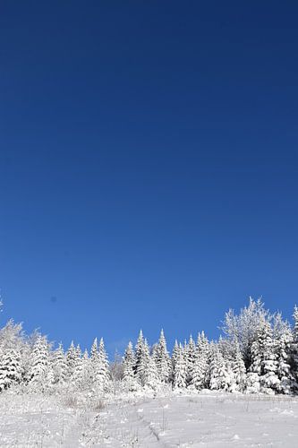 Een ijzig bos onder een blauwe hemel