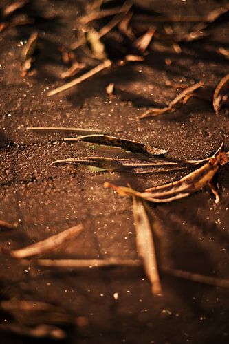 Glänzende Morgenlatte