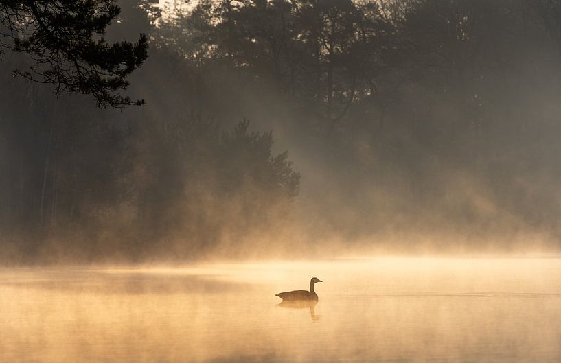 Kokende Gans van Sake van Pelt