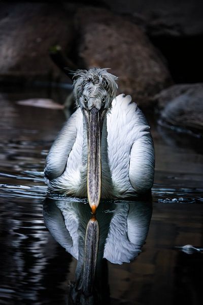 pelican by Design Wall Arts