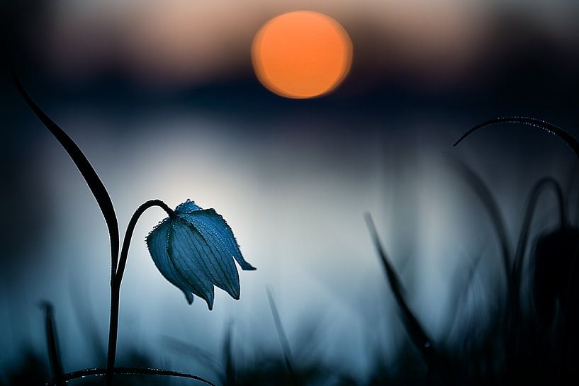 &quot; Rijzende zon...&quot; van Wil Mijer