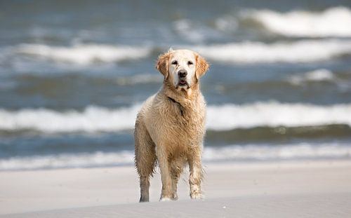 Golden retriever