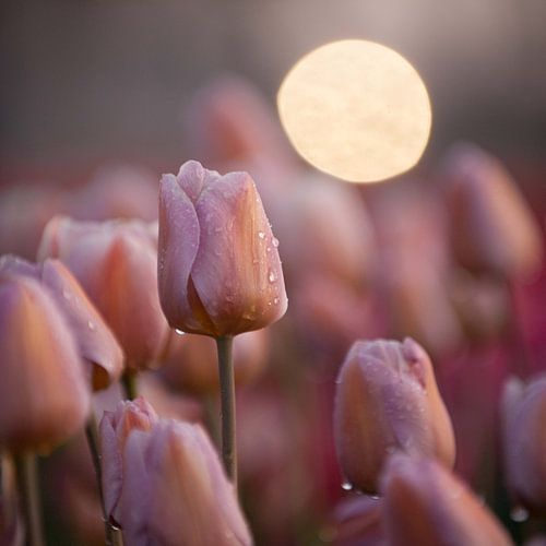 tulipe couleur pastel, format carré