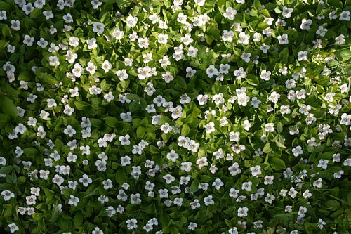 Wilde bloemen in het bos