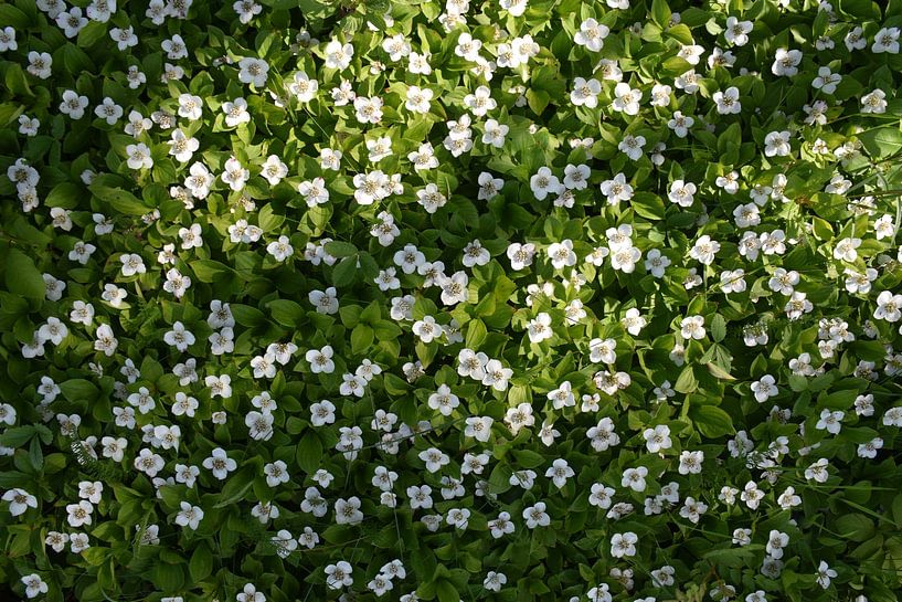 Wildblumen im Wald von Claude Laprise