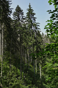 Tannen im Schwarzwald