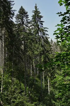 Firs in the Black Forest by Dieter Stahl