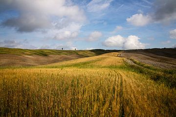 Rolling countryside with grain in Tuscany by Bo Scheeringa Photography