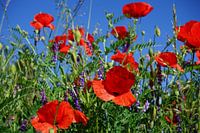 Poppies