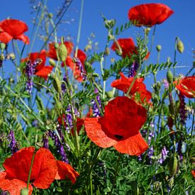 Coquelicots sur Angela Wouters