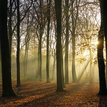 Nebel1 von Bassie's winkel