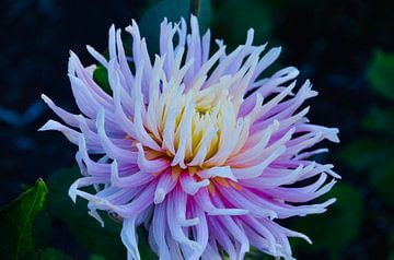 Wunderschöne lila Delight Cactus Dahlia von Through Kristels Lens