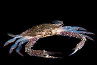 blue swimming crab by Vovk Serg thumbnail
