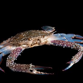 blue swimming crab by Vovk Serg