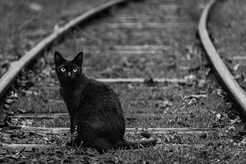 Chat noir par BNW Nude Art