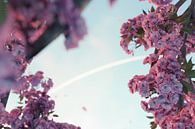 Japanse kersenbloesems tegen een blauwe lucht van Besa Art thumbnail