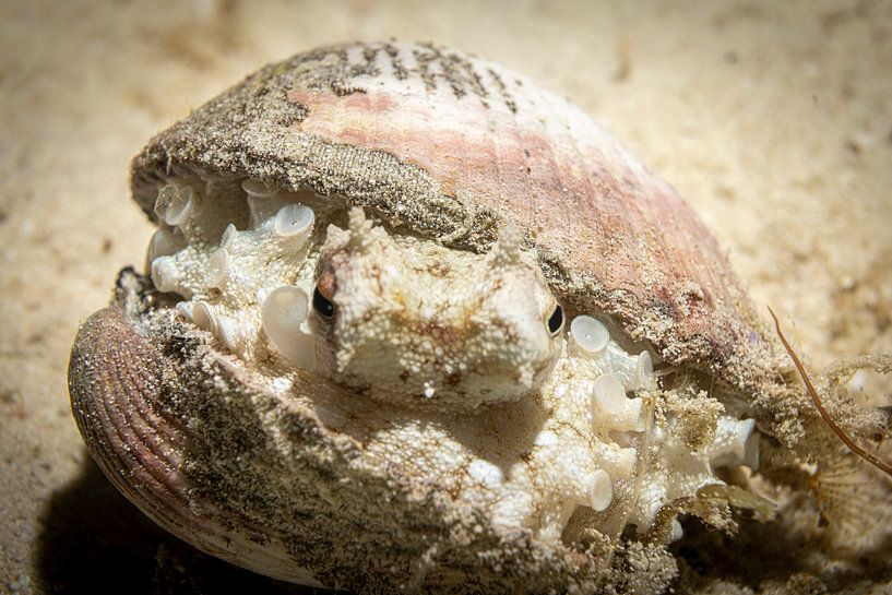 Le poulpe noix de coco, l'île de Mabul en Malaisie par Travel Tips and Stories