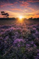 Heath den Treek