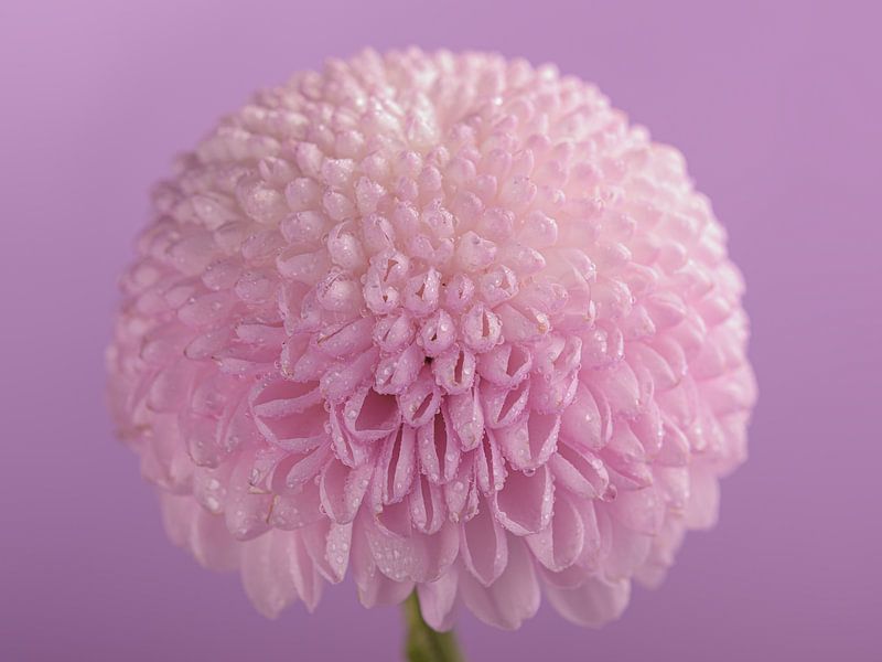 Pink flower with small water droplets by Marjolijn van den Berg