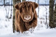 Schotse Hooglander in de sneeuw van Durk-jan Veenstra thumbnail