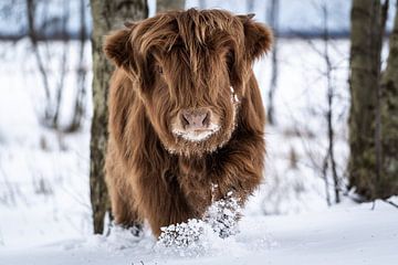 Schotse Hooglander in de sneeuw van Durk-jan Veenstra