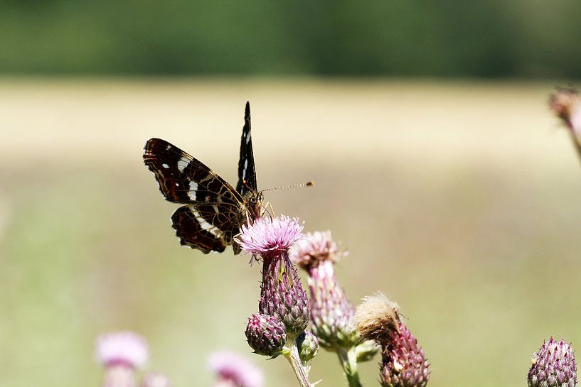 Landkärtchen - Butterfly IV von Anja Bagunk