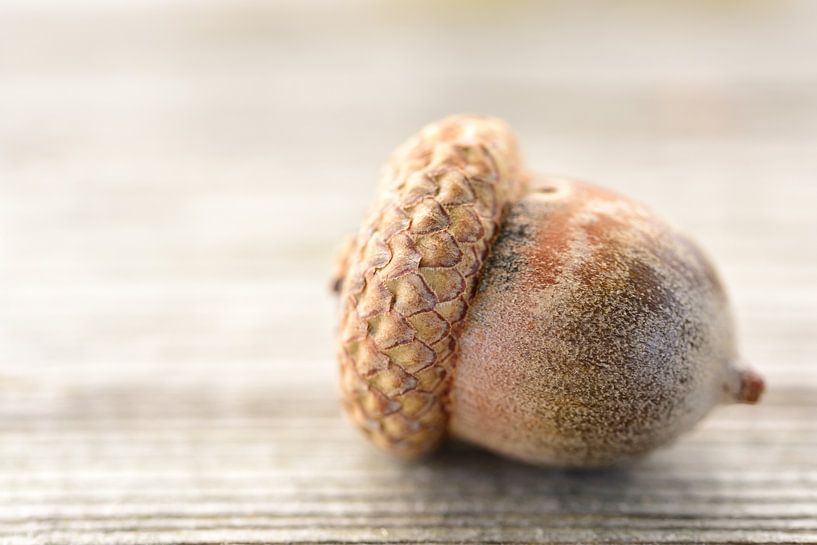 An acorn on a wooden table by Ulrike Leone