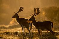 fallow deer in the early morning by Ed Klungers thumbnail