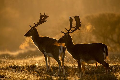 daims au petit matin