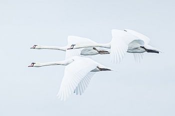 Witte zwanen