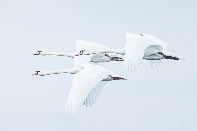 White swans by Hennie Zeij